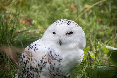 Close-up portrait of owl