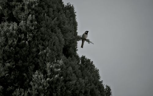 Low angle view of birds flying over white background