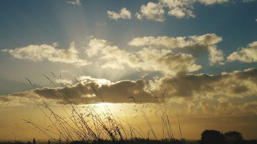 Low angle view of silhouette plants against sky during sunset