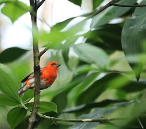 Bird perching on a plant