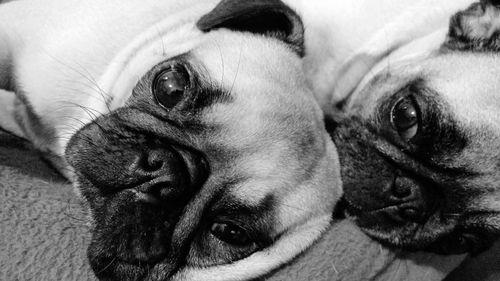 Close-up portrait of dog at home