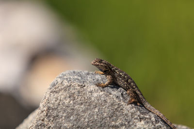 Close-up of lizard