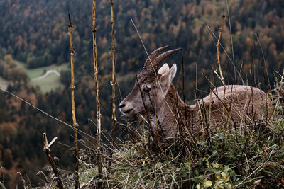 Close-up of  capricorn