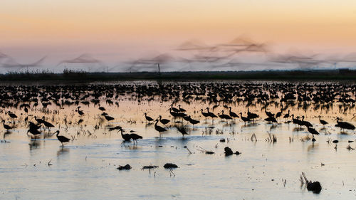 Flock of birds in a lake