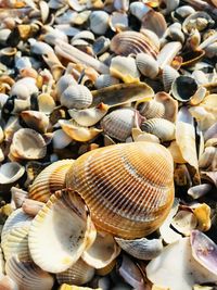 High angle view of shells