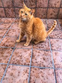 High angle view of cat sitting on footpath