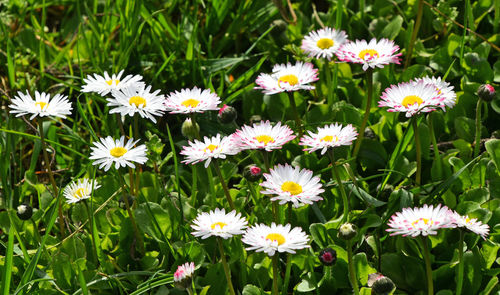 Close-up of white daisy flowers blooming in park