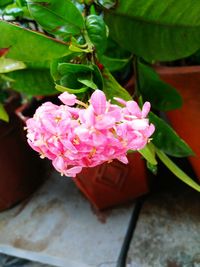 Close-up of pink flowers blooming outdoors