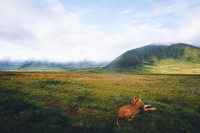 View of a sheep on field