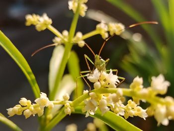 Close-up of honey bee on white flowering plant