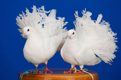 Close-up of birds perching on blue background