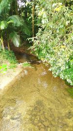 Trees and plants in water