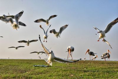 Seagulls on a field