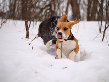 Dog in snow on land