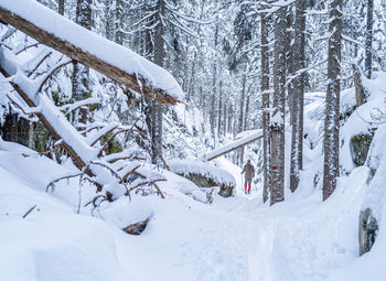 Man backcountry skiing in norwgian forests