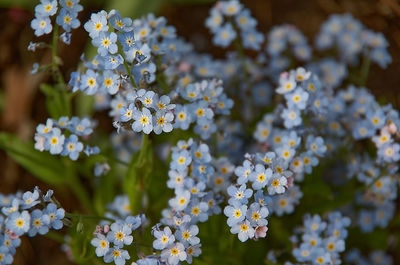 Close-up of white flowering plants in park