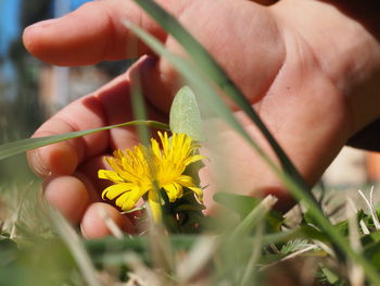 Cropped image of hand touching yellow flower