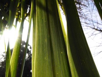 Low angle view of palm tree leaves in forest