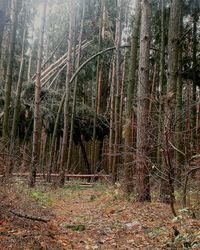 View of trees in forest