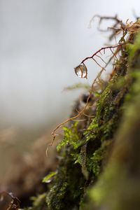 Close-up of insect on plant