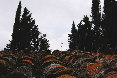 Low angle view of tree against sky