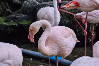 Close-up of swan in lake
