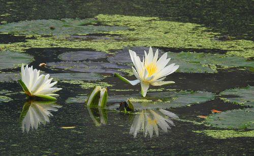 Close-up of water lily in lake