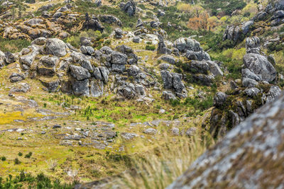 View of snake on rock