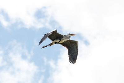 Low angle view of a bird flying