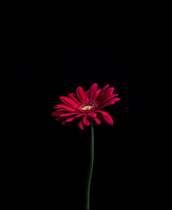 Close-up of pink flower against black background