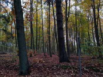Trees growing in forest during autumn