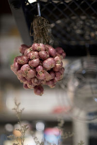 Close-up of pink flower for sale