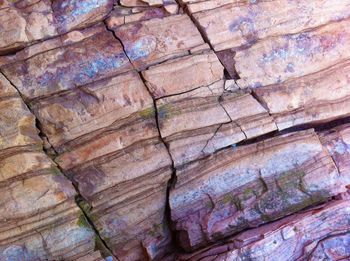 Full frame shot of tree trunk