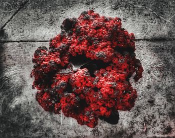 High angle view of red berries on wall