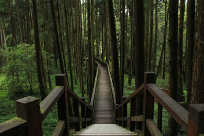 View of wooden footbridge in forest