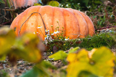 Close-up of pumpkin on field