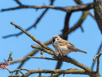 Low angle view of bird perching on branch