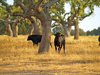 Cows on field against sky