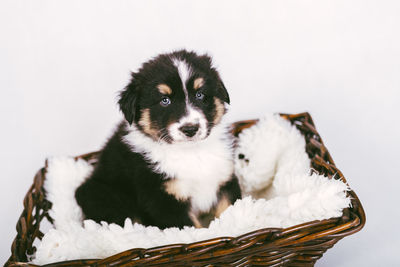 Close-up of a puppy against white background