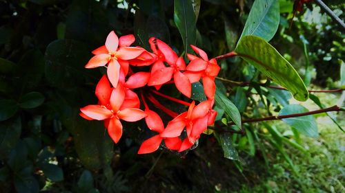 Close-up of red flowers blooming outdoors