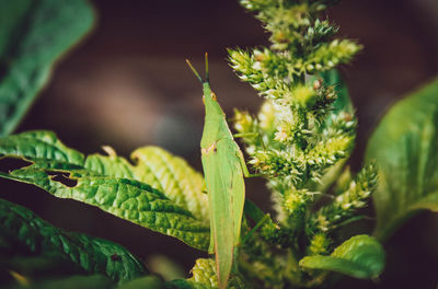 Close-up of insect on plant