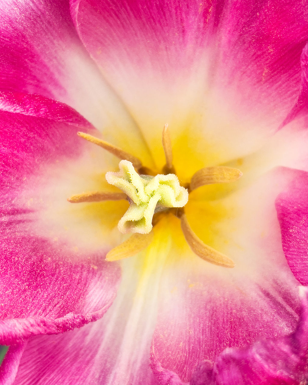 flower, flowering plant, freshness, beauty in nature, plant, pink, fragility, petal, close-up, flower head, inflorescence, macro photography, growth, nature, pollen, macro, backgrounds, extreme close-up, full frame, no people, yellow, stamen, vibrant color, springtime, magenta, botany, blossom, outdoors, purple, multi colored, exoticism, abstract