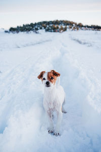 Cute jack russell dog in snowy mountain at sunset. pets in nature, winter season