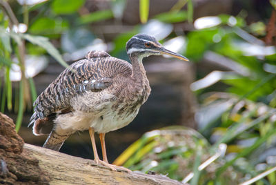 Close-up of gray heron perching on tree