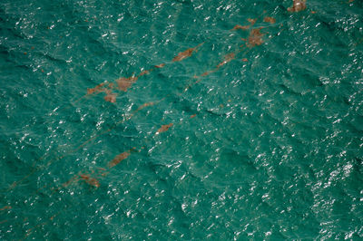 High angle view of fish swimming in sea