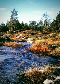 Close-up of trees against sky