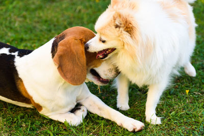 Close-up of dog on field