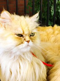 Close-up portrait of cat