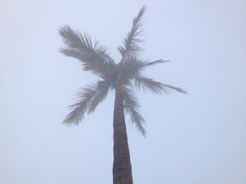 Low angle view of tree against sky