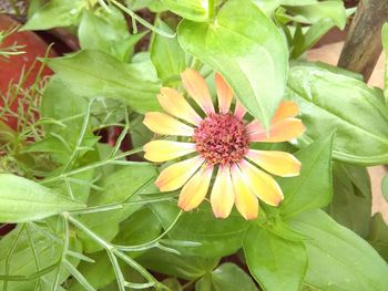 Close-up of yellow flower blooming outdoors